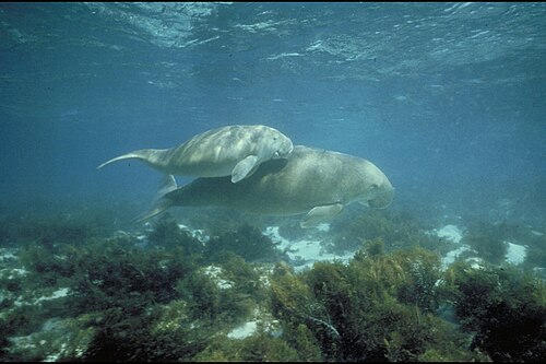 Gulf of Mannar Marine National Park